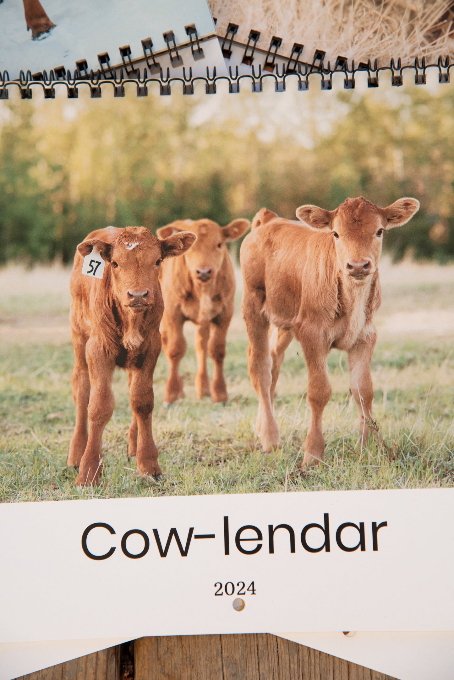 *Pre-Order * 2025 Cow Calendar (Cow-lendar)