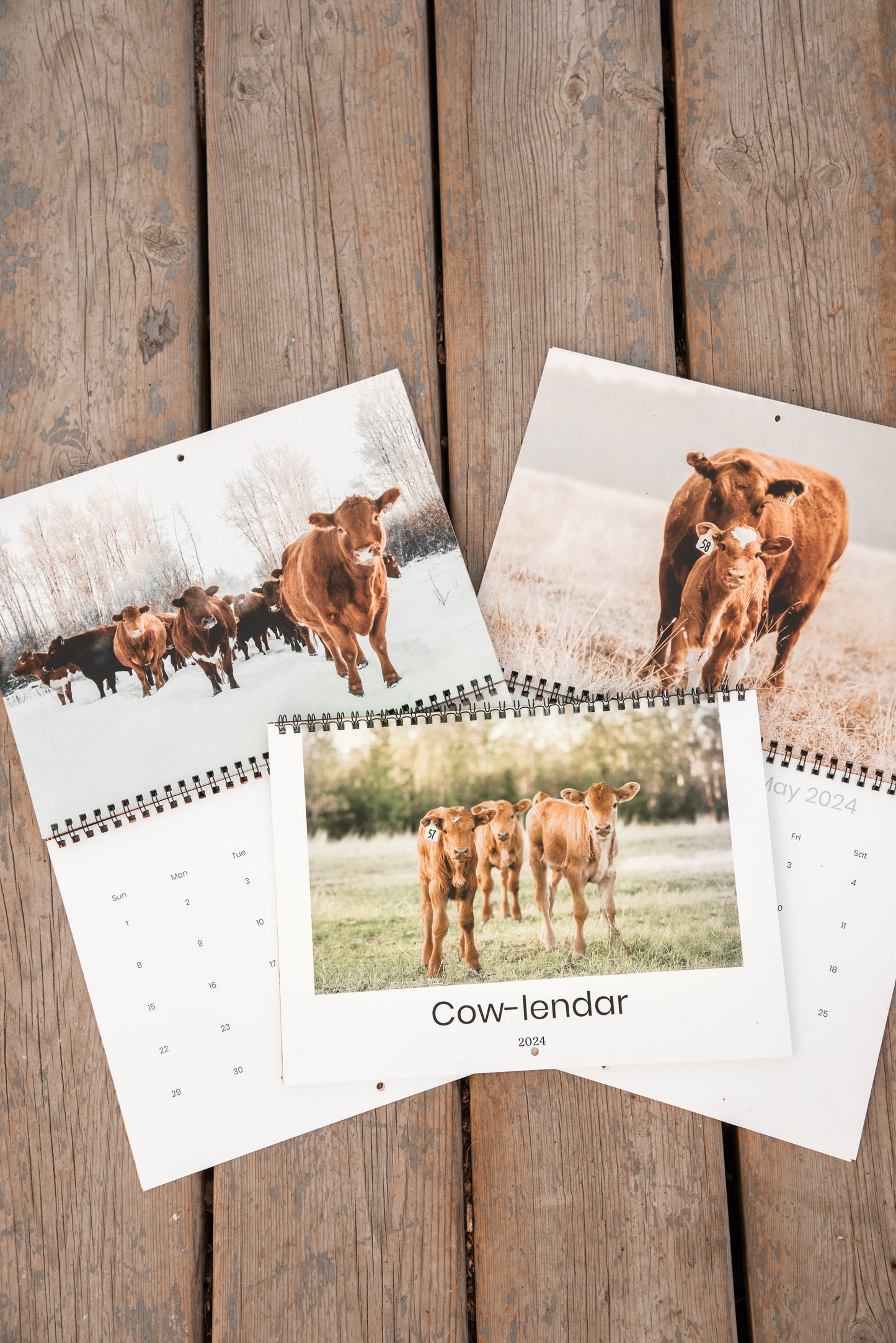 *Pre-Order * 2025 Cow Calendar (Cow-lendar)