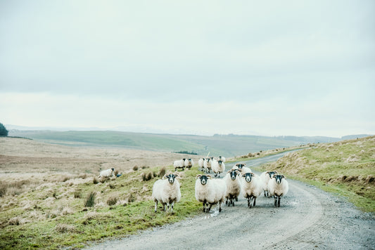 Scottish Sheep - Canvas Print