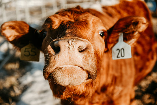 Nosy Cow - Canvas Print