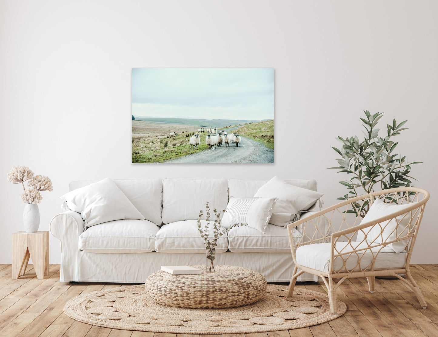 Scottish Sheep - Canvas Print