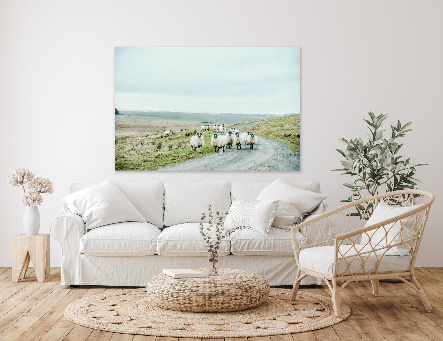 Scottish Sheep - Canvas Print