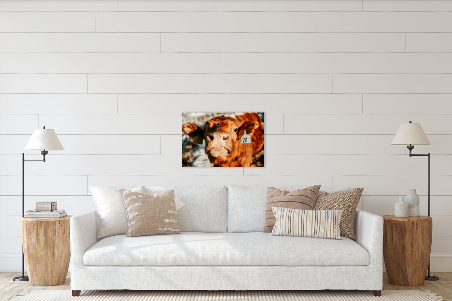 Nosy Cow - Canvas Print