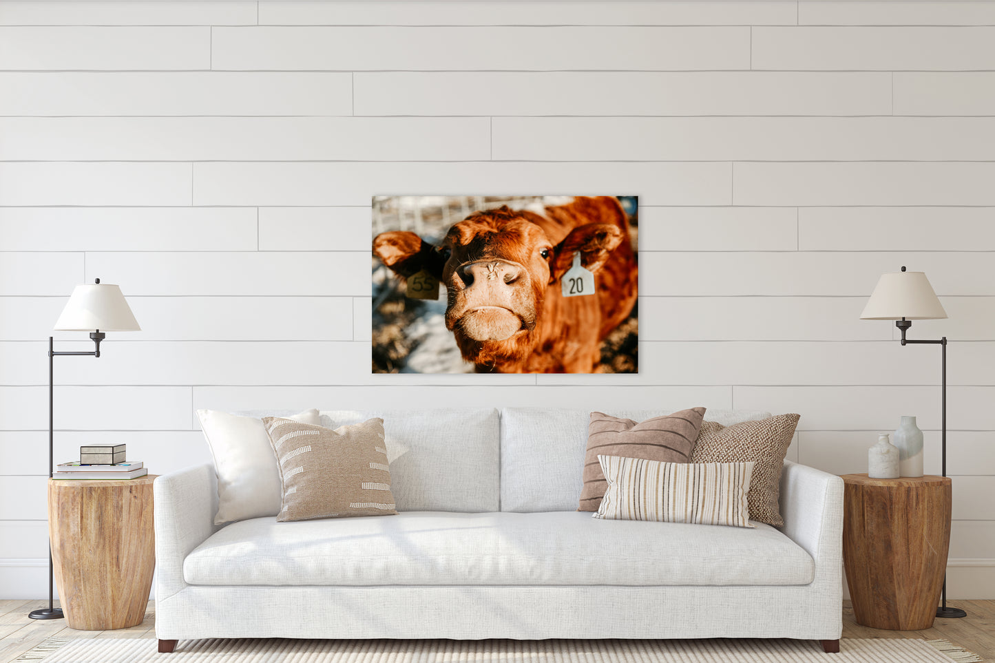 Nosy Cow - Canvas Print