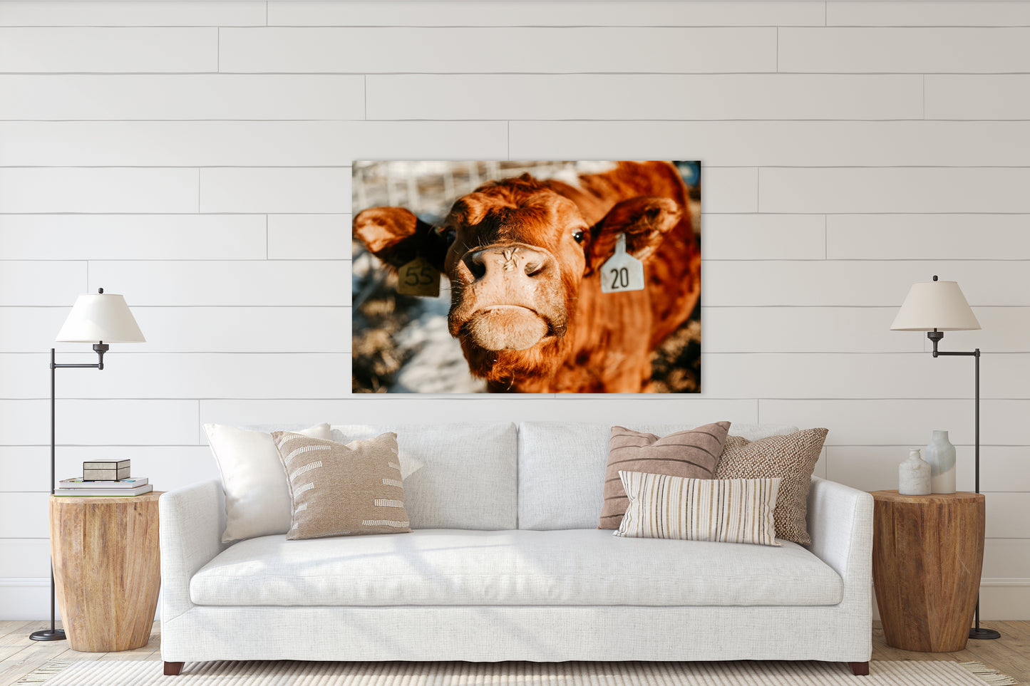 Nosy Cow - Canvas Print